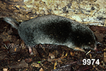 Parascalops breweri, Hairy-tailed Mole
